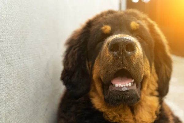 Mastim tibetano filhote de cachorro descansando depois de uma caminhada cansativa. Retrato de cão — Fotografia de Stock