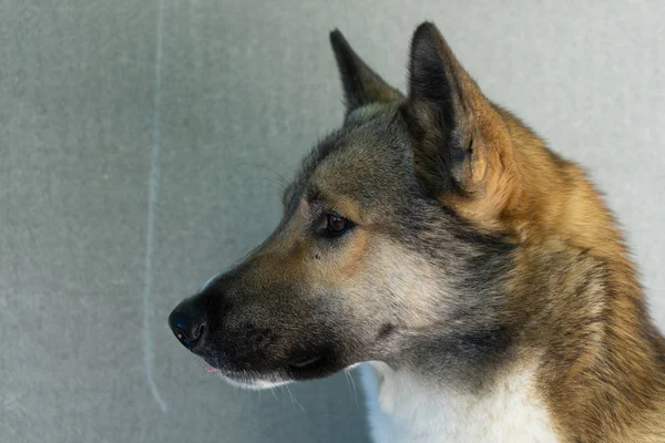 Piękny portret psa. Siberian Laika. Piękne husky. Pies jest najlepszym przyjacielem człowieka. — Zdjęcie stockowe