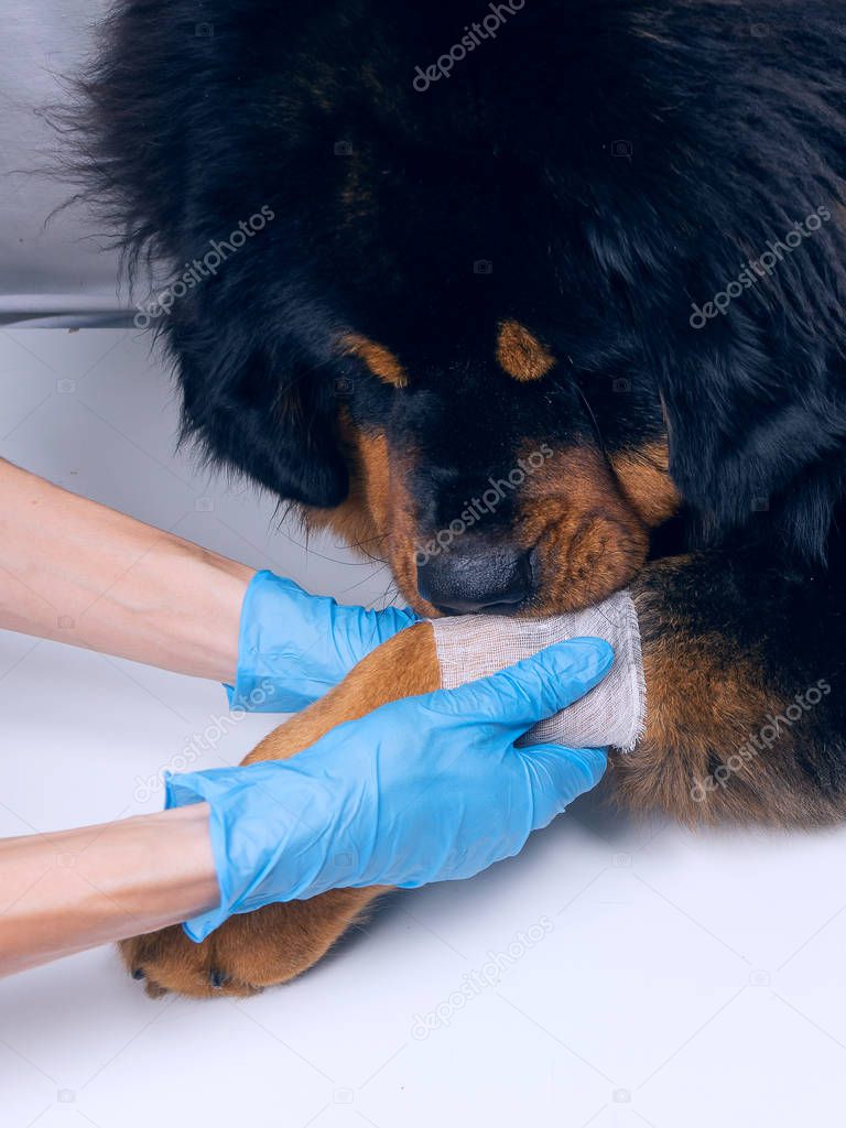 The vet bandages the wound on the dog's paw. Treatment dogs have the vet.