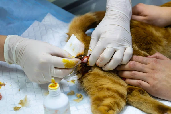 Vet performs surgery to sterilize a red cat.