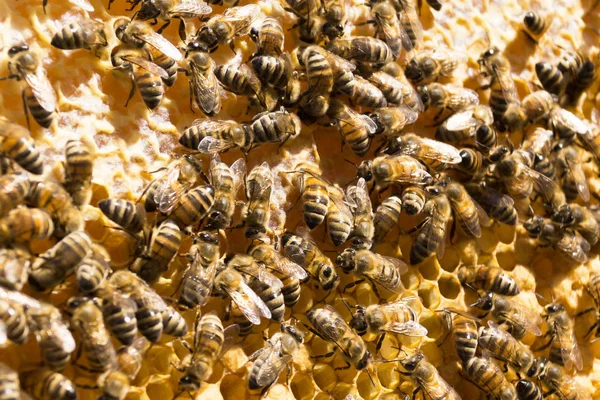 Včely na honeycomb s medem. Včelařství. Obrázek na pozadí. — Stock fotografie