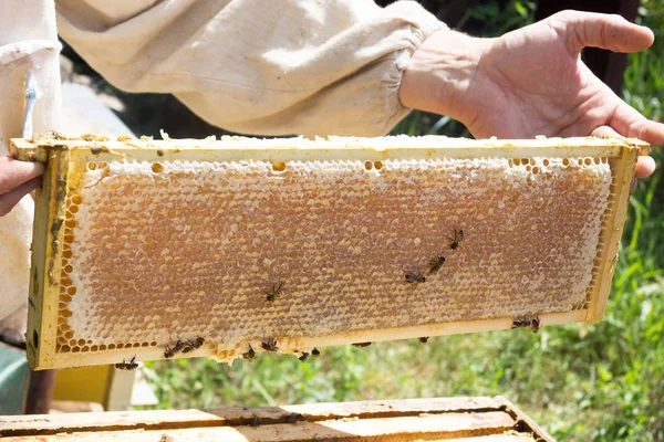 Včelař drží rám s buňkami. Zemědělské. — Stock fotografie