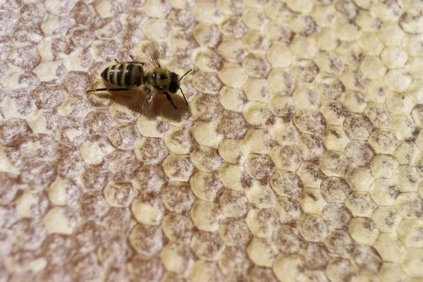 Abelha em favo de mel. Apicultura. Imagem de fundo. Espaço de cópia — Fotografia de Stock