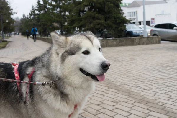 Piękny portret psa. Siberian Laika. Piękne husky. Pies jest najlepszym przyjacielem człowieka. — Zdjęcie stockowe