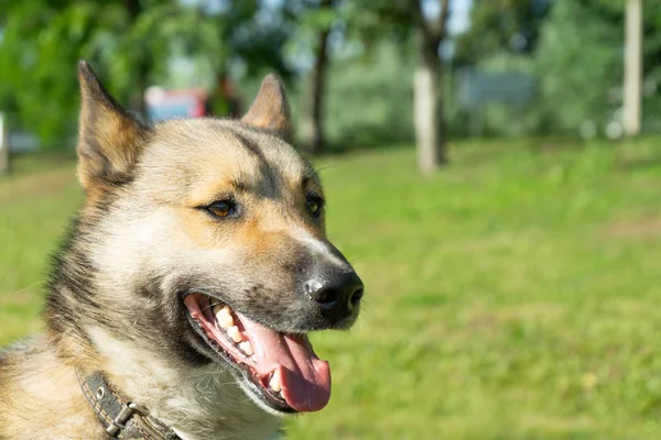 Belo retrato de um cão. Laika siberiana. Belo husky. O cão é o melhor amigo do homem. . — Fotografia de Stock