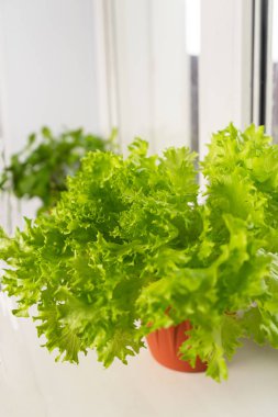 Büyüyen marul evde bir pencere üzerinde bir tencerede. Seçici odak.