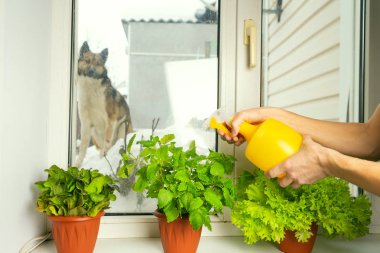 Büyüyen salata evde penceresinde bir tencerede. Salata sulama kız. Seçici odak.