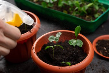 Fidan sulama kız plastik saksı yerleştirdi. Büyüyen fidan.