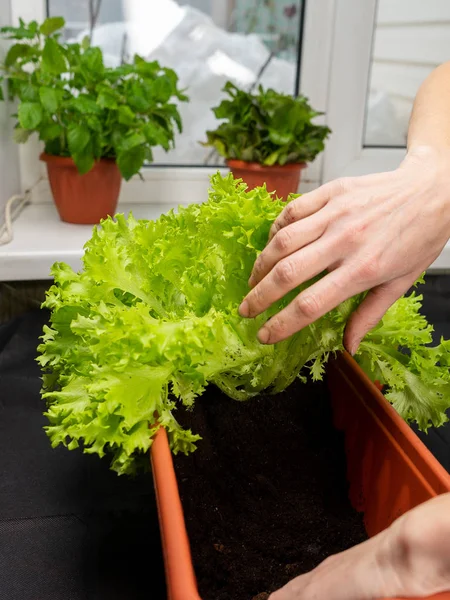 Growing salad at home in a pot on the window. The girl planted a salad in a pot. Selective focus. — Stock Photo, Image