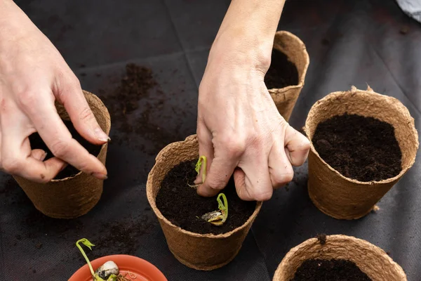 Niña planta plántulas en macetas de turba. Cultivo de plántulas . — Foto de Stock