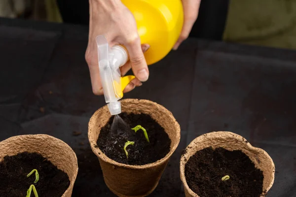 Ragazza annaffiando piantine piantate in vasi di torba. Piantine in crescita . — Foto Stock