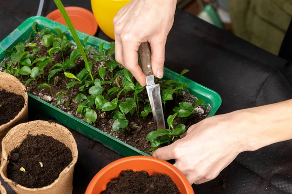 Girl plants seedlings in plastic pots. Growing seedlings. — Stock Photo, Image