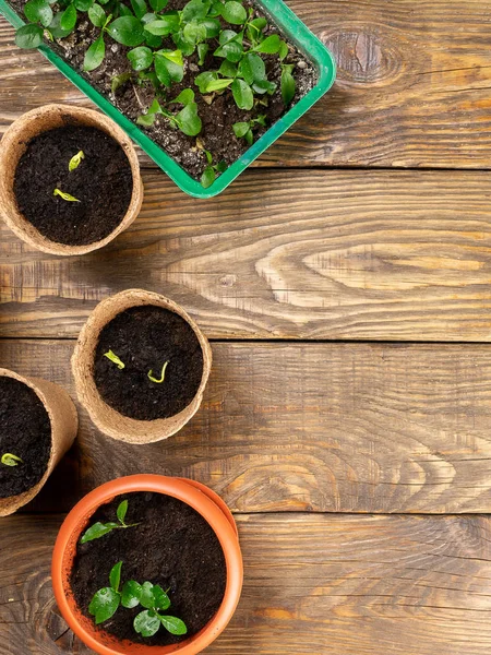 Seedlings in pots on the table. Background image. Copy space. — Stock Photo, Image