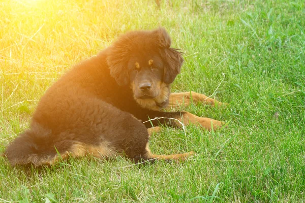 子犬のチベットマスティフ疲れる散歩の後休憩します。犬の肖像画 — ストック写真