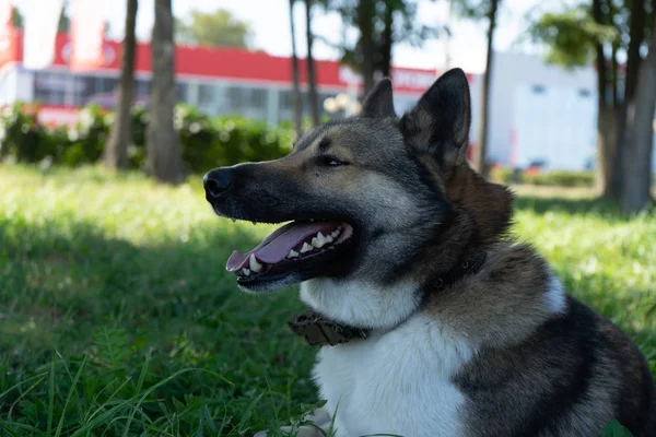 Piękny portret psa. Syberyjska laika. Piękne Husky. Th — Zdjęcie stockowe
