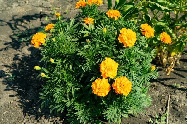 Caléndulas, Tagetes erectos, Caléndula mexicana, Caléndula azteca, Caléndula africana . —  Fotos de Stock