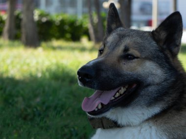 Bir köpek güzel portresi. Sibirya Laika. Güzel husky. İnsanın en iyi dostu köpektir.