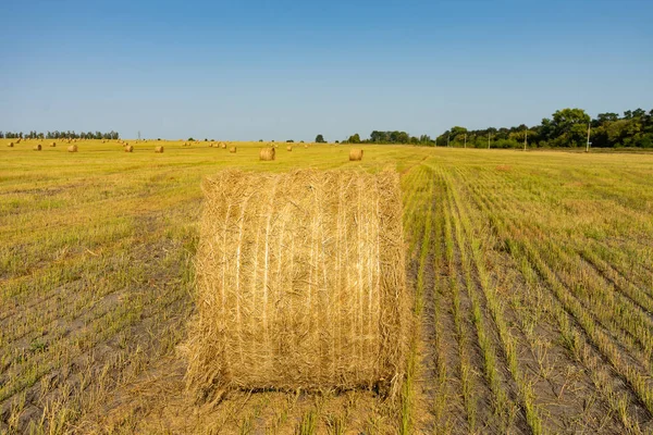 Campo agrícola. Manojos redondos de hierba seca en el campo contra el cielo azul. granjero heno roll hasta cerca — Foto de Stock