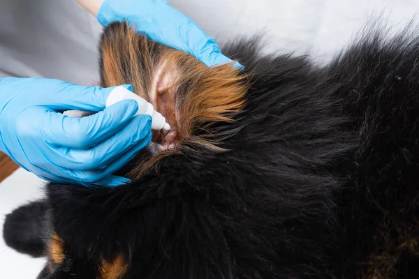 Veterinární lékař lék kape do uší nemocného psa. Léčba psů mají veterináři. — Stock fotografie