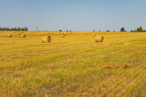 Campo agrícola. Manojos redondos de hierba seca en el campo contra el cielo azul . — Foto de Stock