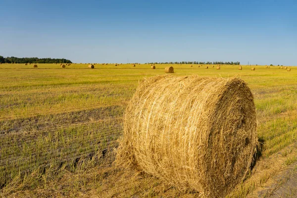 Campo agrícola. Manojos redondos de hierba seca en el campo contra el cielo azul. granjero heno roll hasta cerca — Foto de Stock