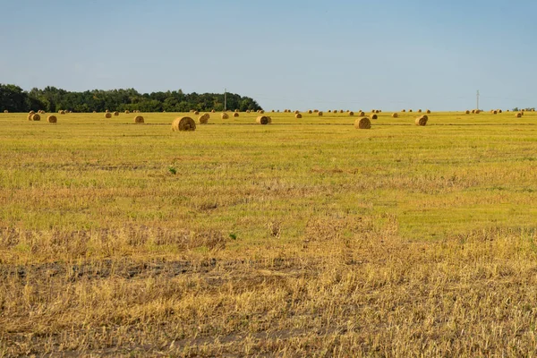 Campo agrícola. Manojos redondos de hierba seca en el campo contra el cielo azul . — Foto de Stock