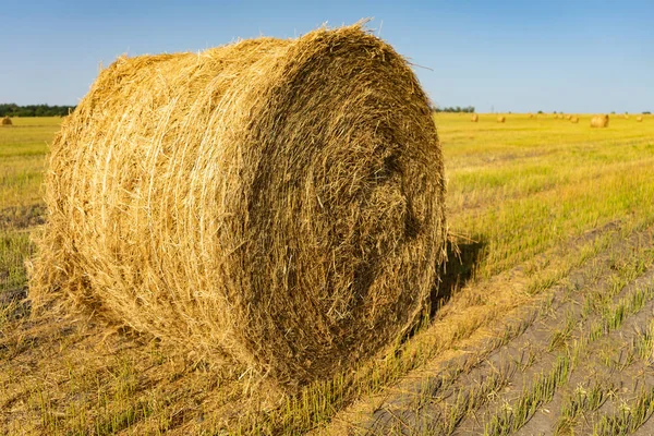 Campo agrícola. Manojos redondos de hierba seca en el campo contra el cielo azul. granjero heno roll hasta cerca — Foto de Stock
