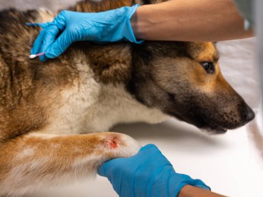 Veteriner köpeklerin pençesindeki yarayı tedavi ediyor. Tedavi köpekleri veteriner var.