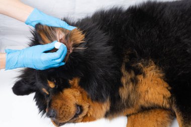 Tıp hasta bir köpek kulak damlayan veteriner Doktor. Tedavi Köpekler veteriner var.