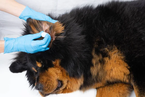 Médico veterinário pingando remédio nos ouvidos de um cão doente. Os cães de tratamento têm o veterinário . — Fotografia de Stock