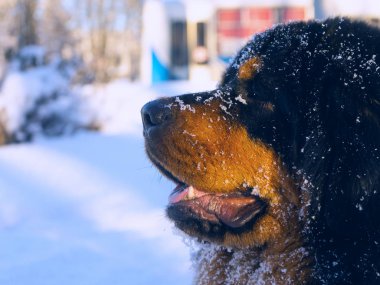 Tibetli Mastiff portresi bir güneşli kış gününde. Köpek kış.