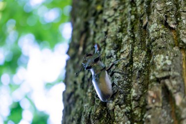 Erkek bir geyik böceği ağaç gövdesine tırmanıyor..