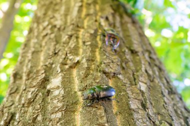 Erkek bir geyik böceği ağaç gövdesi boyunca bir dişiye doğru sürünür.