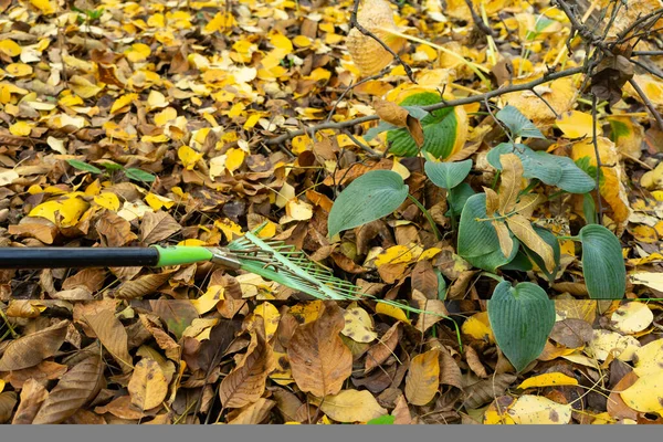 Un uomo pulisce le foglie gialle cadute in giardino. Verde rastrello le foglie. Foglie cadute in giardino . — Foto Stock
