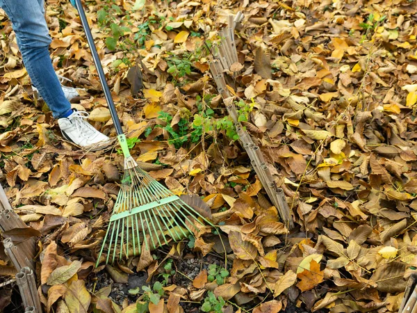 Un uomo pulisce le foglie gialle cadute in giardino. Verde rastrello le foglie. Foglie cadute in giardino . — Foto Stock