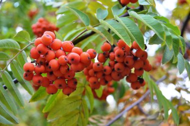 Demet rowan turuncu kırmızı ve yeşil sonbaharda yakın çekim yaprak