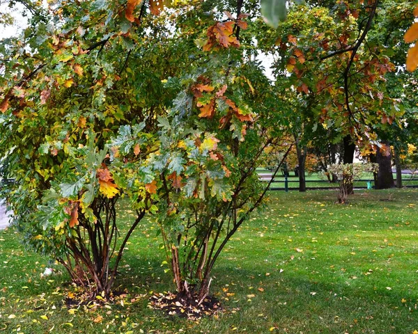 Grün Gelber Strauch Mit Ästen Und Eichenblättern Einem Herbstlichen Regentag — Stockfoto
