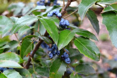 Koyu mavi çilek bir Bush yeşil yaprakları ile bir grup