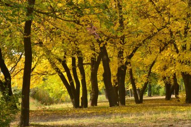 Parktaki altın sonbahar. Büyük ağaçlardaki sarı yapraklar, yere düşen yapraklar.