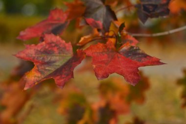 Sonbaharın Renkleri: Kırmızı-Yeşil Akçaağaç Sonbaharda Yapraklar