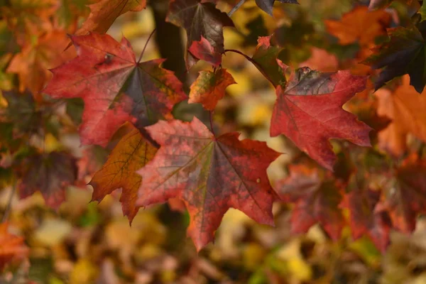 Herbstfarben Rot Grüne Ahornblätter Herbst — Stockfoto