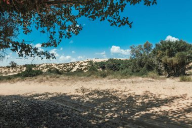 Yeşil ağaçlar şaşırtıcı doğa manzaralı