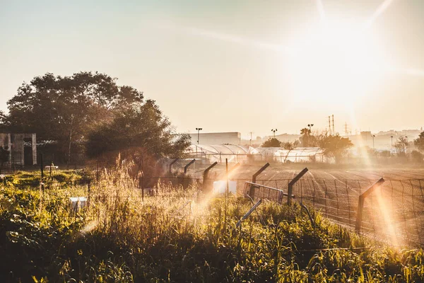 Padang Rumput Sunny Tumbuh Dengan Panen Yang Baik — Stok Foto