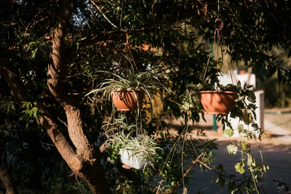 Pot Dengan Tanaman Tergantung Pohon Taman — Stok Foto