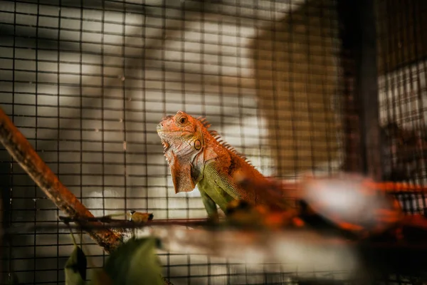 Iguane Vert Sur Branche Cage Images De Stock Libres De Droits