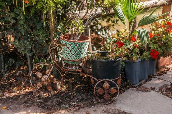 Pots Avec Plantes Sur Jardin Décoration Vélo Image En Vente