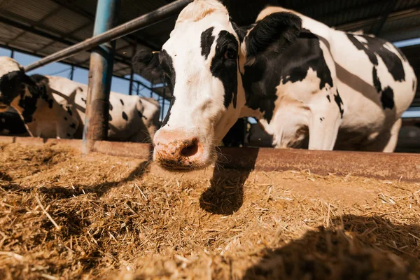 Vache Brune Blanche Dans Enclos Ferme Mangeant Foin Images De Stock Libres De Droits