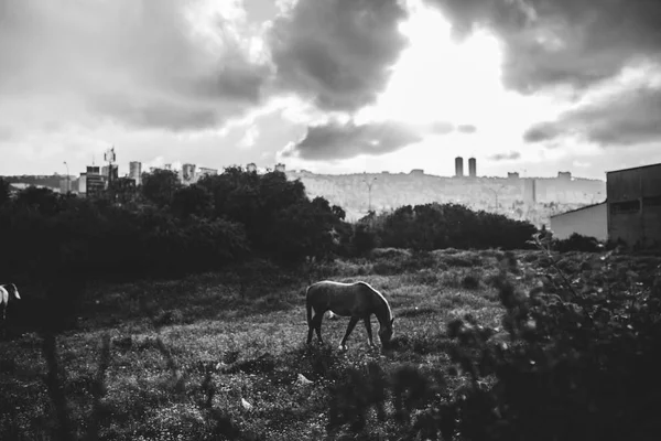 Самотній Кінь Лужному Полі — стокове фото