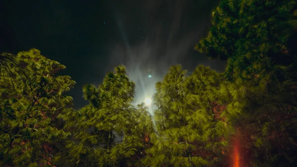 Zelené Stromy Noční Obloze Pozadí — Stock fotografie