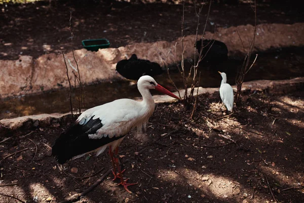 Cigüeñas Suelo Hermosas Aves Fotos de stock libres de derechos